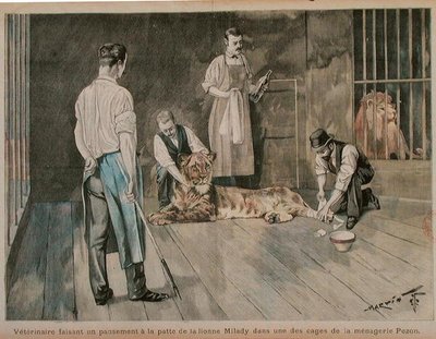 Um veterinário enfaixando a pata da leoa Milady, c.1898-99 (gravura colorida) de French School