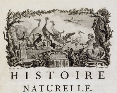 Alegoria da história natural das aves - in "Histoire naturelle, générale et particulière" de Buffon de French School
