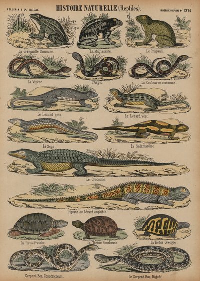 Anfíbios e répteis (gravura colorida) de French School
