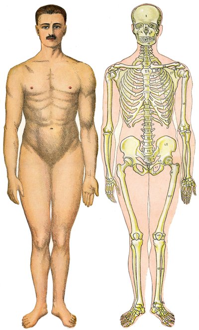 Folha anatómica dobrável da Nova Enciclopédia Prática de Medicina e Higiene, do Dr. Rehm, Livraria Aristide Quillet 1922 - rosto do corpo humano - homem nu sem sexo aparente (sexo gengival) ao lado do seu esqueleto de French School