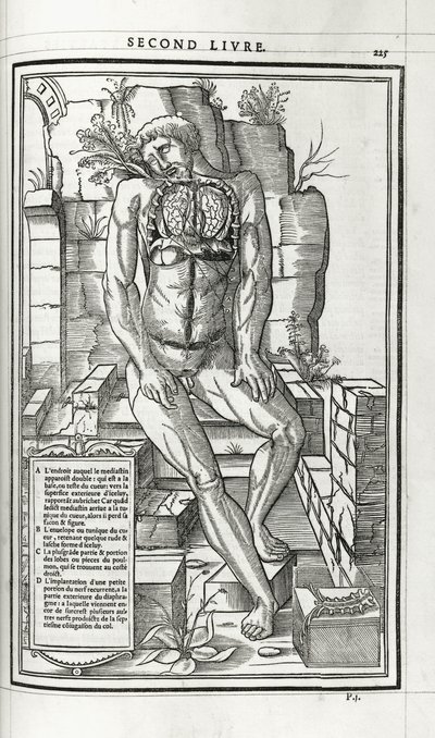 Ilustração anatômica, 1546 de French School