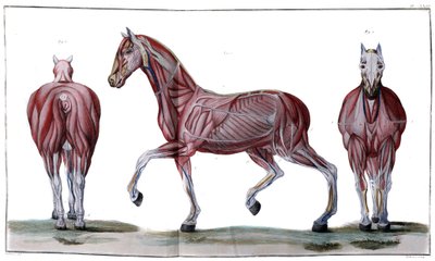 Anatomia do cavalo: casca, rosto e perfil - "Curso Hippiátrico, tratado completo de medicina equestre" de P. E Lafosse de French School
