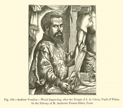 Andrew Vesalius (gravura) de French School