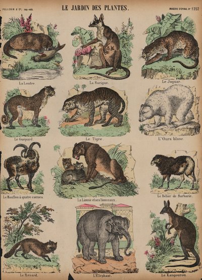 Animais no Jardin des Plantes, Paris, França (gravura a cores) de French School