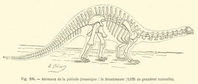 Animais do período Jurássico, o brontossauro (gravura) de French School