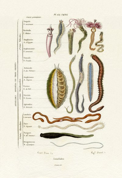 Annelids, 1833-39 de French School