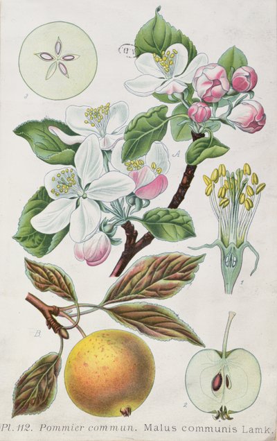 Macieira (Malus Communis) (gravação a cores) de French School
