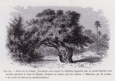 Árvore da Virgem; sicómoro sob o qual a tradição relata que a Sagrada Família descansou durante a fuga para o Egipto, a partir de um desenho tirado da vida, em Matarieh, por M. de Bar, a quem devemos a comunicação da mesma (gravura) de French School