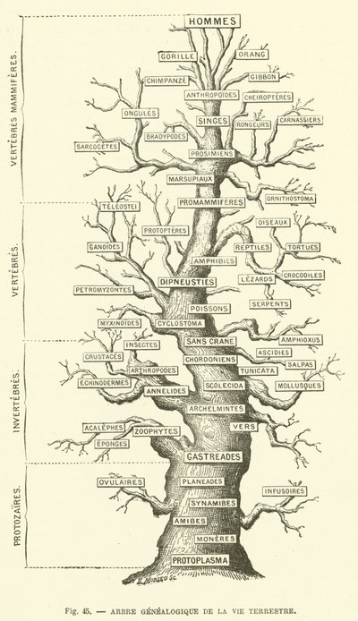 Árvore genealógica da vida terrena (gravura) de French School