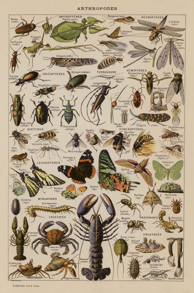 Artrópodes (litografia a cores) de French School