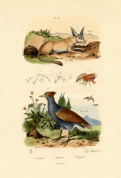 Raposa com orelhas de morcego, 1833-39 de French School