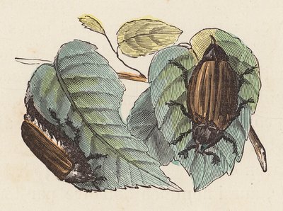 Escaravelhos nas folhas (gravura colorida) de French School
