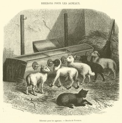 Biberões para cordeiros (para engorda) de French School