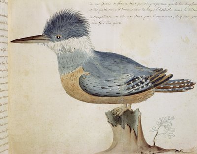 Bird, perto do Jay da França, perto do Estreito de Magalhães (wc no papel) de French School