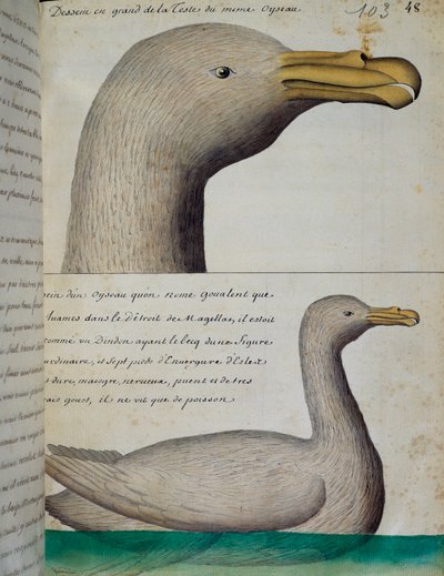 Pássaro do Estreito de Magalhães, aguarela do livro de bordo de Jacques Gouin de Beauchesne (1652-1730), capitão da Compagnie royale de la Mer du Sud, de 1698 a 1701, França de French School