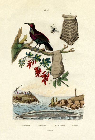 Ave do Paraíso, 1833-39 de French School