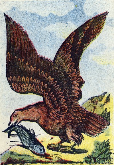 Ave de rapina . Gravura em "Alphabet des oiseaux"". Imagens de Pont-a-Mousson, Marcel e/ou Louis Vagne, impressor-editor, finais do século XIX. 16 páginas. Dim: 20,5 x 14 cm de French School