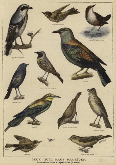 Aves que precisam de proteção devido ao seu benefício para a agricultura de French School