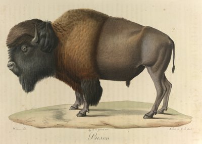 Bisão, de "História Natural dos Mamíferos" (cor litho) de French School