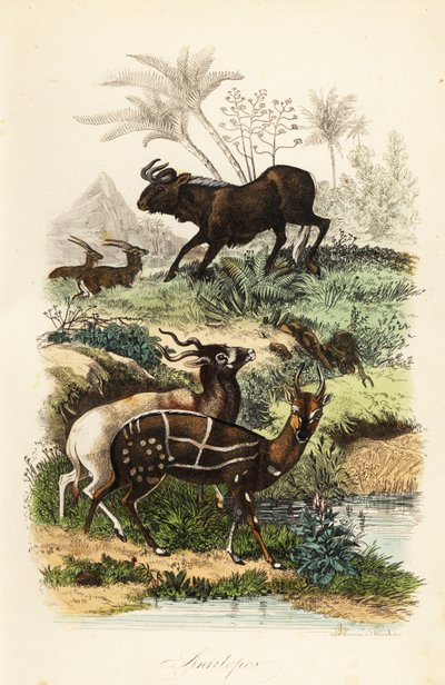 Gnu preto, Connochaetes gnou, addax ou antílope gnochaetes criticamente ameaçado, Addax nasomaculatus, e bushbuck ou kewel, Tragelaphus scriptus de French School