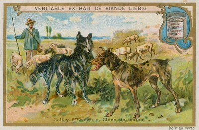 Border Collie e Pastor de French School