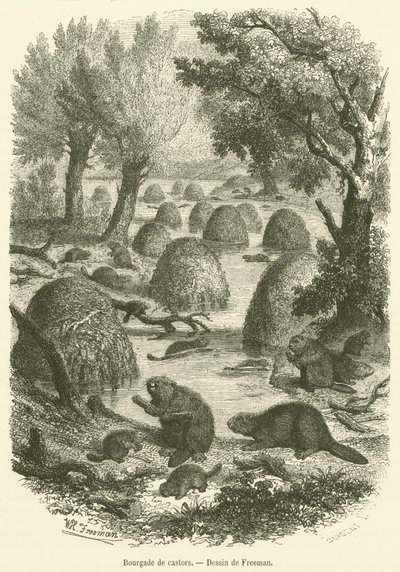 Beaver village (gravura) de French School