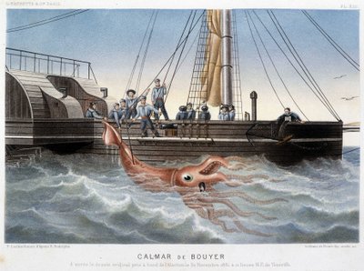 Bouyer squid - no "Le monde de la mer" de Alfred Fredol, Hachette, Paris de French School