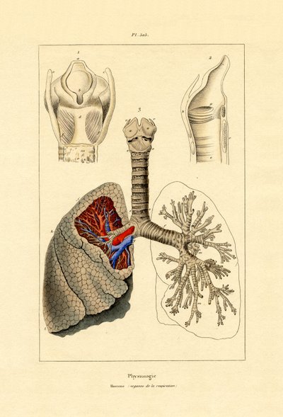 Respiração, 1833-39 de French School