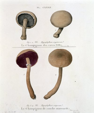 Cogumelo de camada castanha - em "Treat des champignons" de Jean Jacques Paulet no final do século XVIII de French School