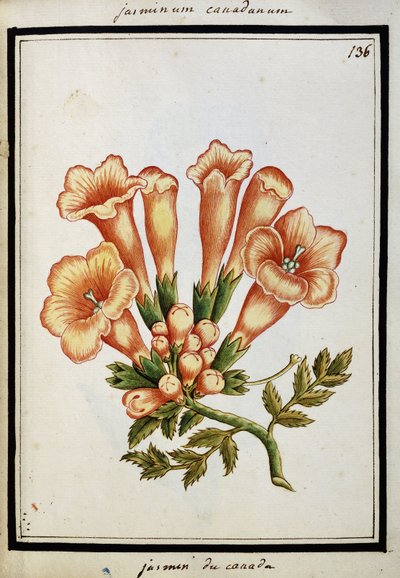 Jasmim canadense, c.1700 de French School