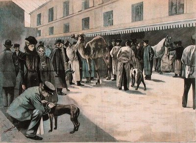 Cuidado de um camelo na Ecole Nationale Veterinaire d