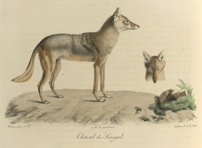 Chacal do Senegal. Um chacal do Senegal, da Histoire Naturelle des Mammifères (cor litho) de French School