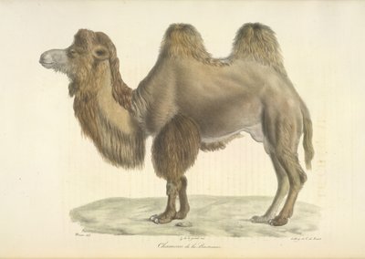 Camelo Bactriano, da Histoire Naturelle des Mammifères (cor litho) de French School