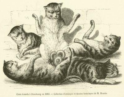 Gatos encontrados em Estrasburgo em 1683 (gravura) de French School