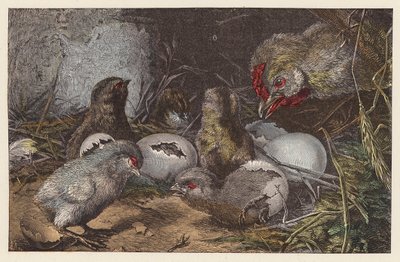 Pintinhos eclodindo (gravura colorida) de French School