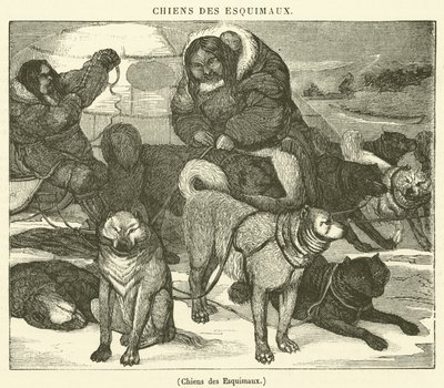 Cães esquimós (gravura) de French School