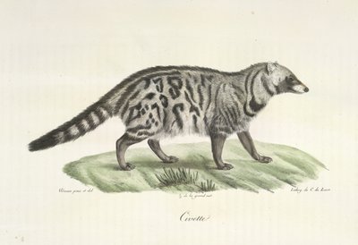 Civet, da História Natural dos Mamíferos (lito colorido) de French School