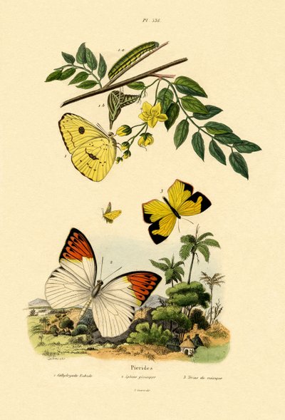 Enxofre sem nuvens, 1833-39 de French School