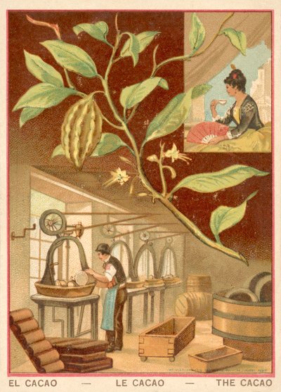 Cacau (chromolitho) de French School