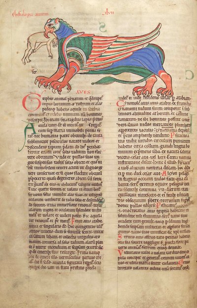Bacalhau. Guelf. 1 gud. lat. 39v, A Griffin Devorando um Homem, de Liber Floridus por Lambert de Saint-Omer c.1120 de French School