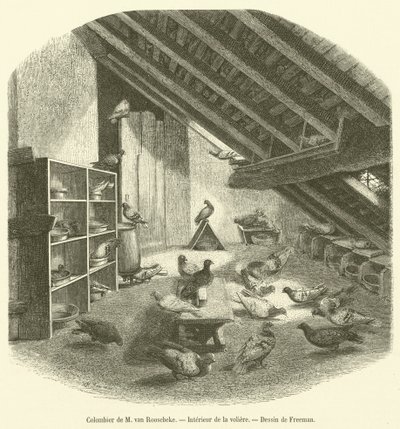 Colombier de M van Roosebeke, Interieur de la voliere (gravura) de French School