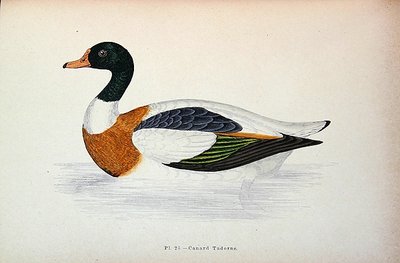 Shelduck comum (gravação a cores) de French School