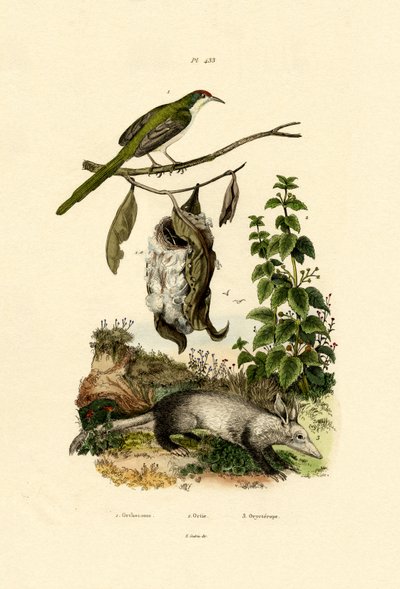 Tailorbird comum, 1833-39 de French School