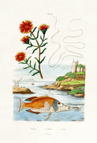 Copper Hardy Ice Plant, 1833-39 de French School