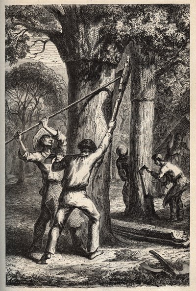 Colheita de cortiça na Quercus suber - Recolte de l
