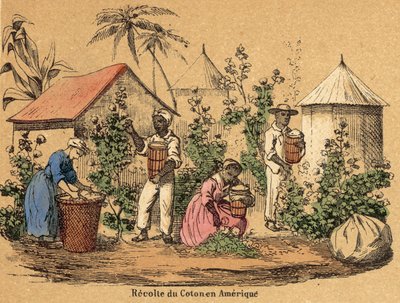 Algodão (gravação a cores) de French School