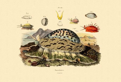 Conchas do Cowrie, 1833-39 de French School
