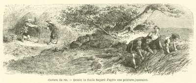 Cultivo de arroz (gravura) de French School