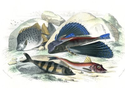Dactyloptere pirapede (Dactylopterus pirapeda) peixe voador, Chetodon argus (scatophagus argus), centronote pilote (echeneis naucrate), Trigle Lyre (Genicanthus Melanospilos) - Prato extraído de Histoire Naturelle de Bernard Germain de Lacepede (1856-192 de French School