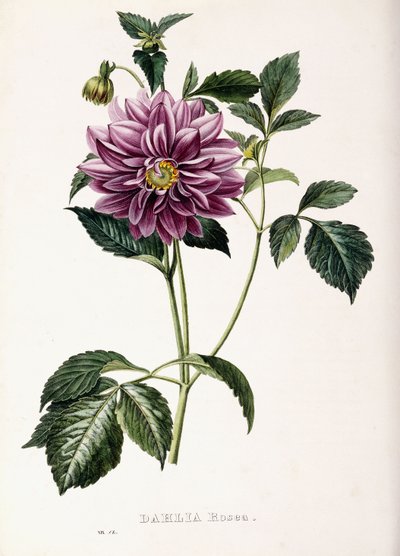 Dália Rosea, 1715 de French School